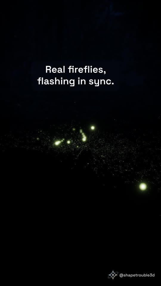 Firefly flashes in the dark, with the caption: Real fireflies, flashing in sync.