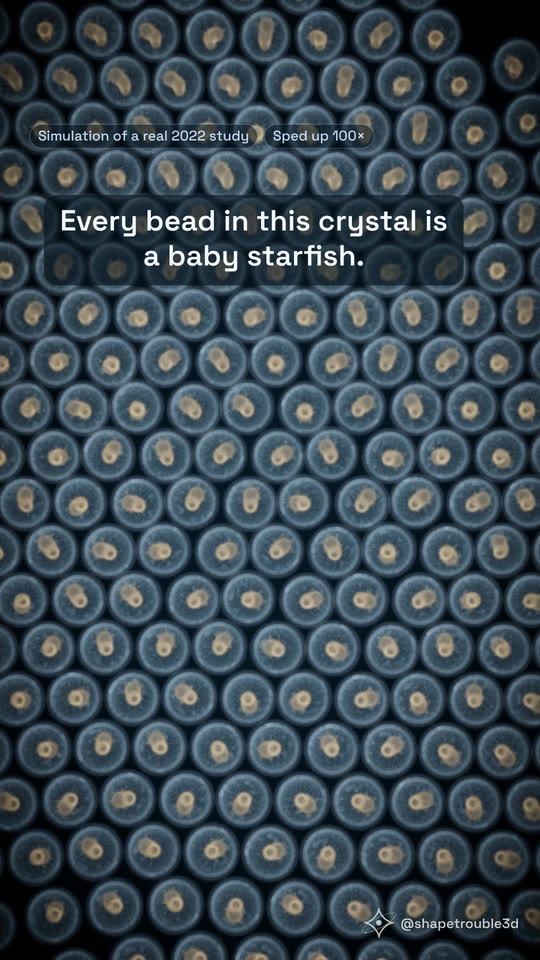 Round baby starfish packed together, with the caption: Every bead in this crystal is a baby starfish.